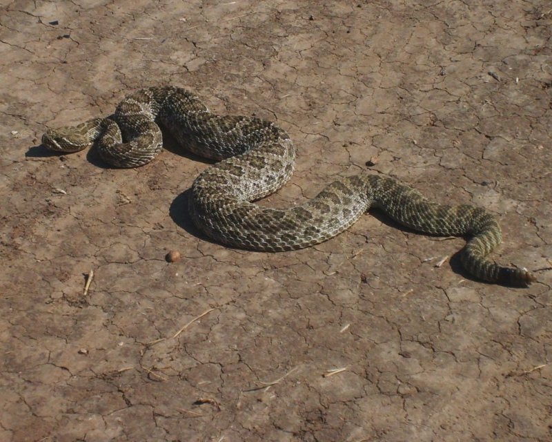  p>大草原响尾蛇(学名: i>crotalus viridis viridis /i>)是 a href="