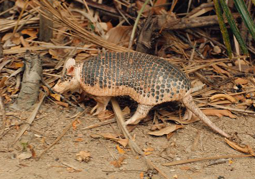 southern naked-tailed armadillo