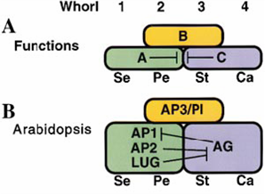 ABC模型_百度百科