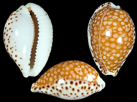  p>满天星宝螺(学名:cribrarula gaskoinii gaskoinii)是腹足纲宝螺科