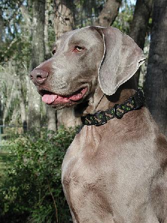  p>威玛猎犬(weimaraner)又称 a href="#" data-lemmaid="10426004">