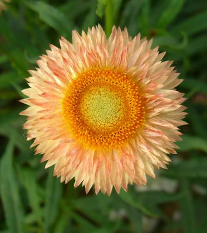 helichrysum bracteatum