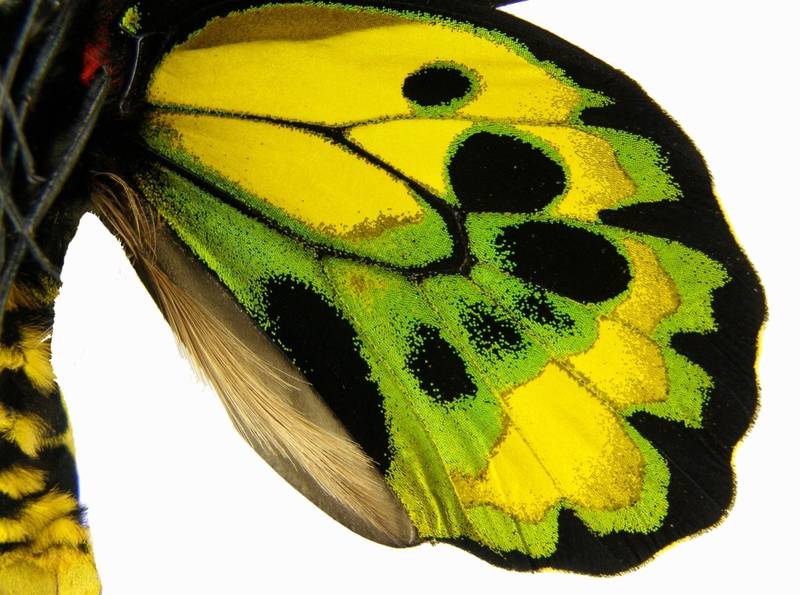  p>黄绿鸟翼凤蝶(学名:ornithoptera rothschildi ; a target="_blank