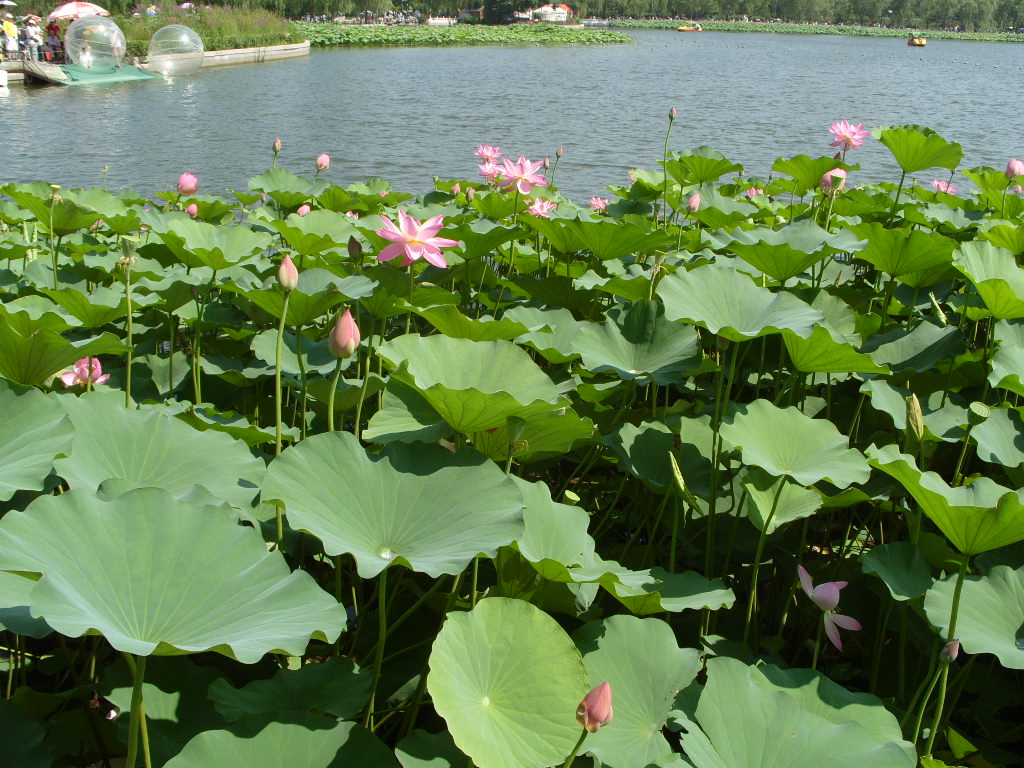 丰台区莲花池公园