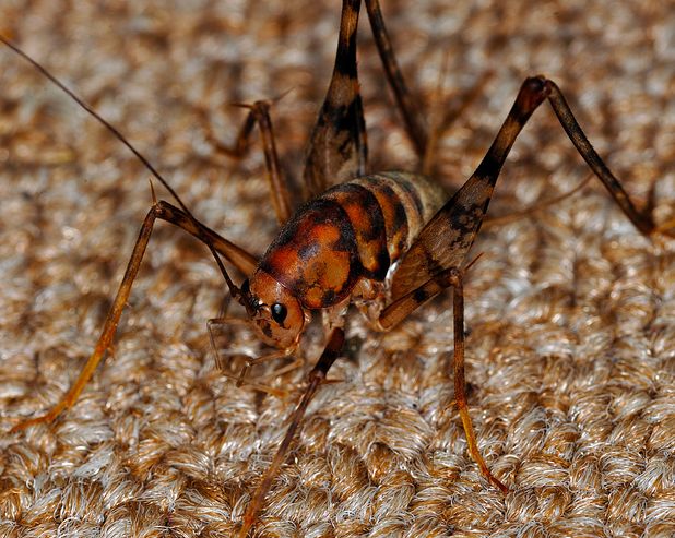  p>北美穴蟋螽(学名:ceuthophilus pallidus)触角超过体长,左,右上颚