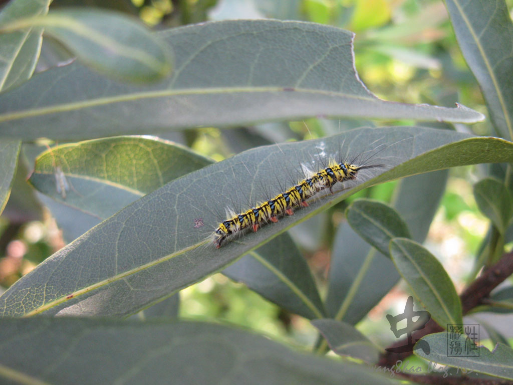  p data-id="tj7g4ignumid">毛毛虫是鳞翅目昆虫的幼虫.