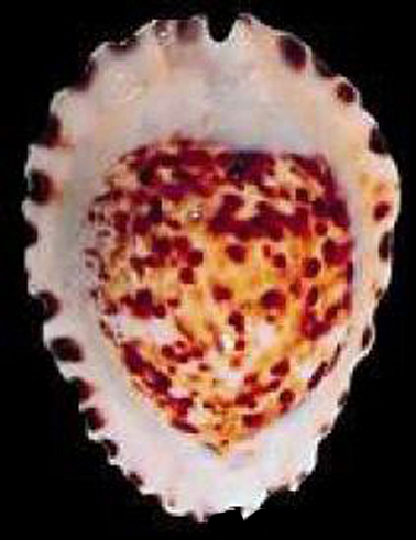  p>华丽凯蒂宝螺是一种中腹足目,宝螺科类生物.螺壳尺寸54 mm.