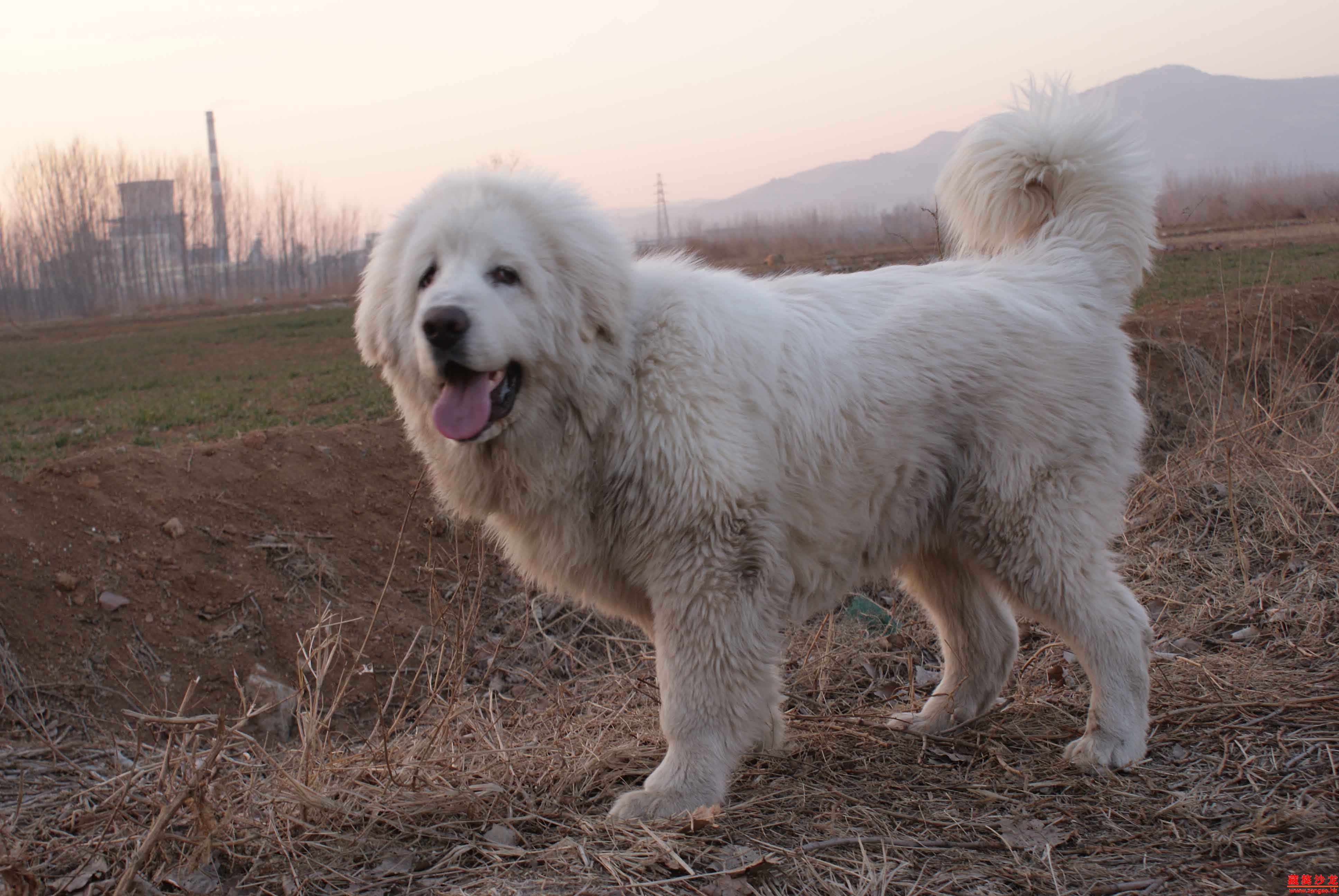 ="/item/藏獒/5311" data-lemmaid="5311">藏獒 /a>,又称白獒 ,藏狗