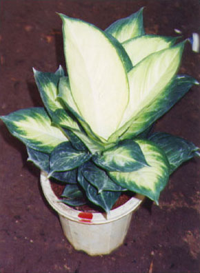  p>马莲鞍,是 a href="#">蒲公英属 /a> a href="#" data-lemmaid="