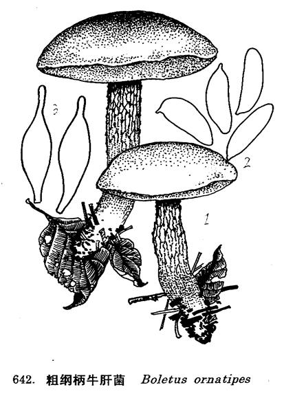 菌肉污黄白色,细嫩,厚,伤处色变暗黄色,或变表不明显,味苦或有难闻