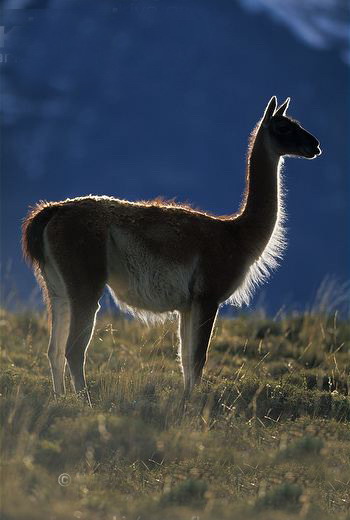 lama guanicoe