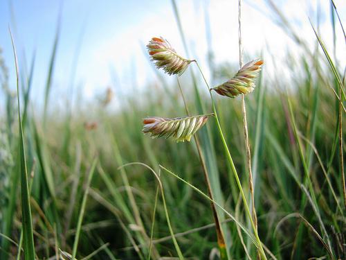  p>野牛草(学名: i>buchloe dactyloides /i>)原产北美西部.