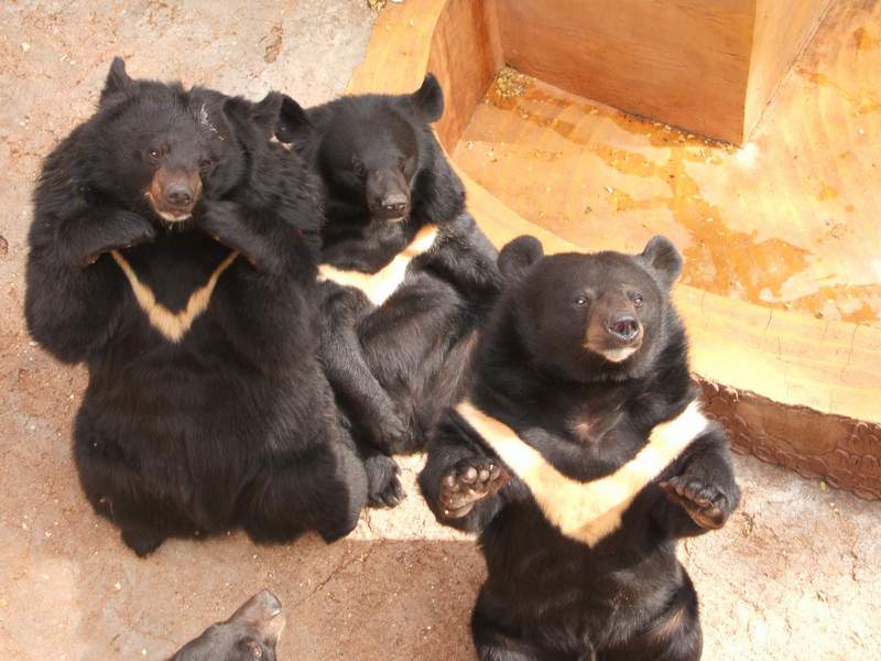 北京八达岭熊乐园