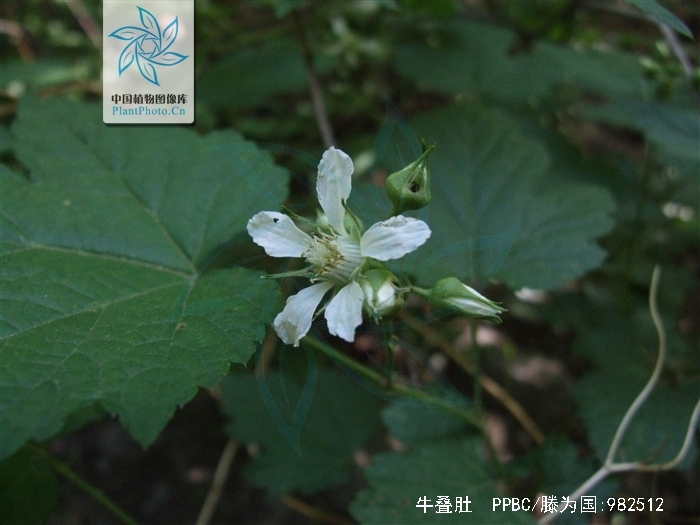 牛叠肚