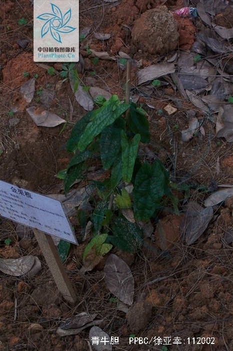  p>青牛胆(学名: i>tinospora sagittata /i> (oliv.) gagnep.