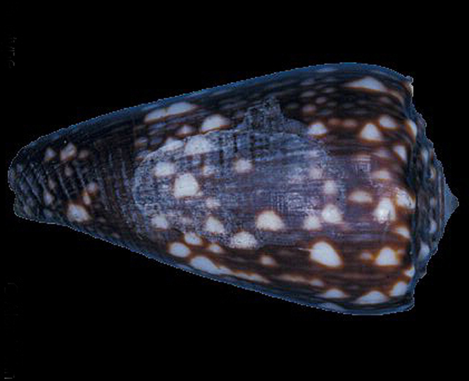 萨摩亚水磨石芋螺