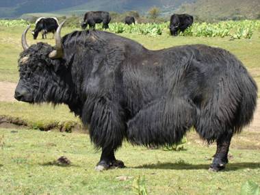 中甸牦牛