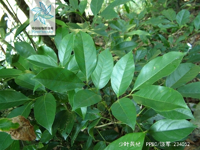  p>少叶黄杞(学名: i>engelhardtia fenzlii /i> merr.