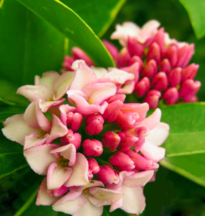 金边瑞香花