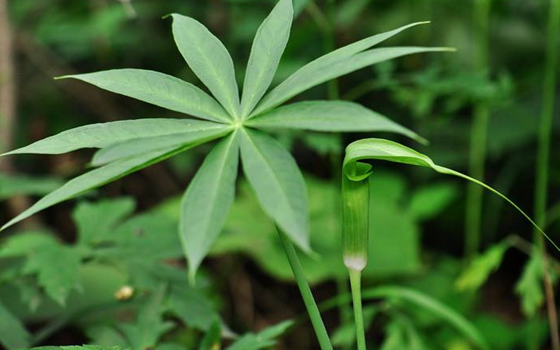  p>虎掌是 a target="_blank" href="/item/天南星科/6721720" data