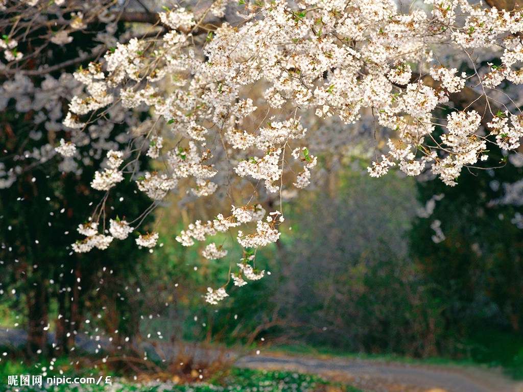  p>毛叶山樱花(拉丁名;cerasus serrulata g. don ex london var.