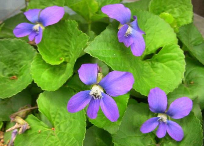  p>匍茎堇菜,植物,堇菜科,分布于长江流域以南各省,生于山地沟旁,路边