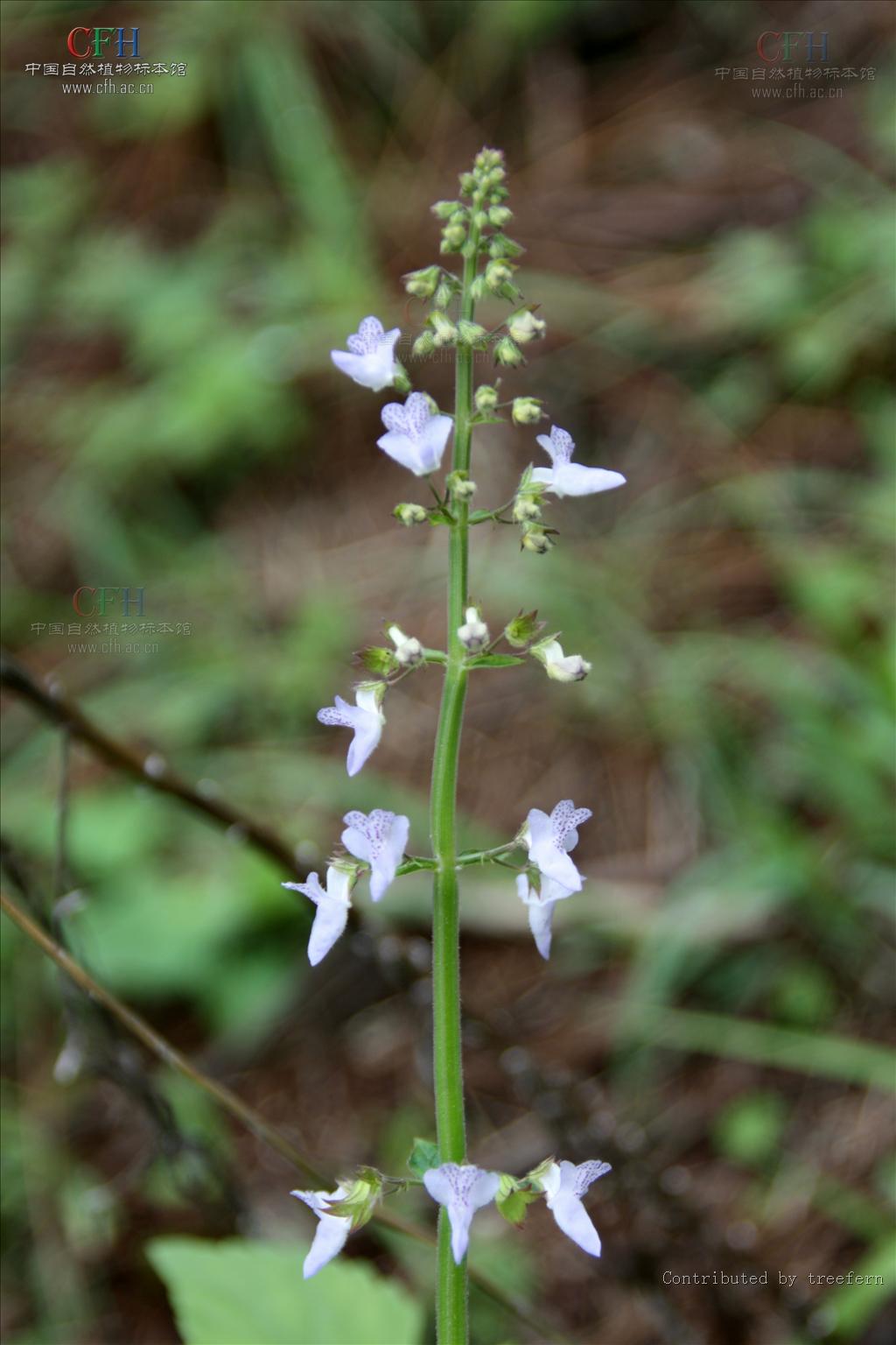  p>腺花香茶菜,中药名.