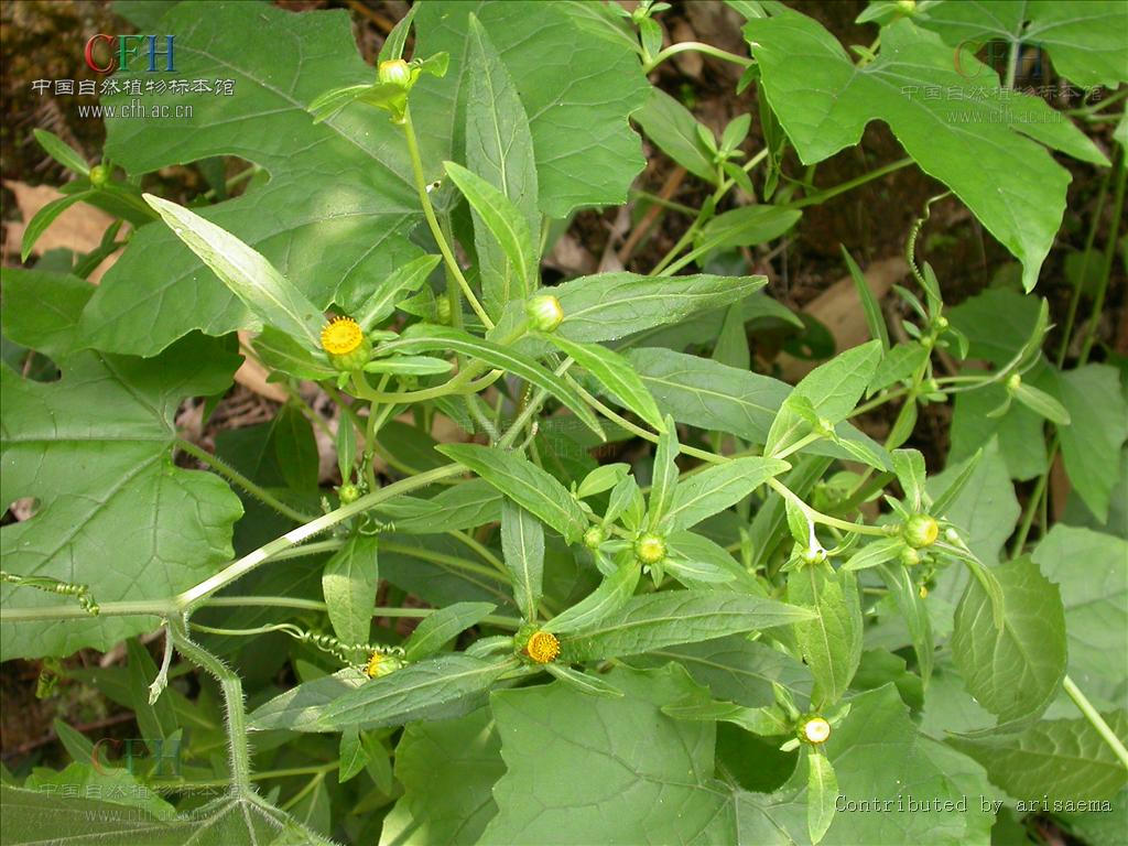  p>金挖耳(学名:carpesium divaricatum)为菊科 a