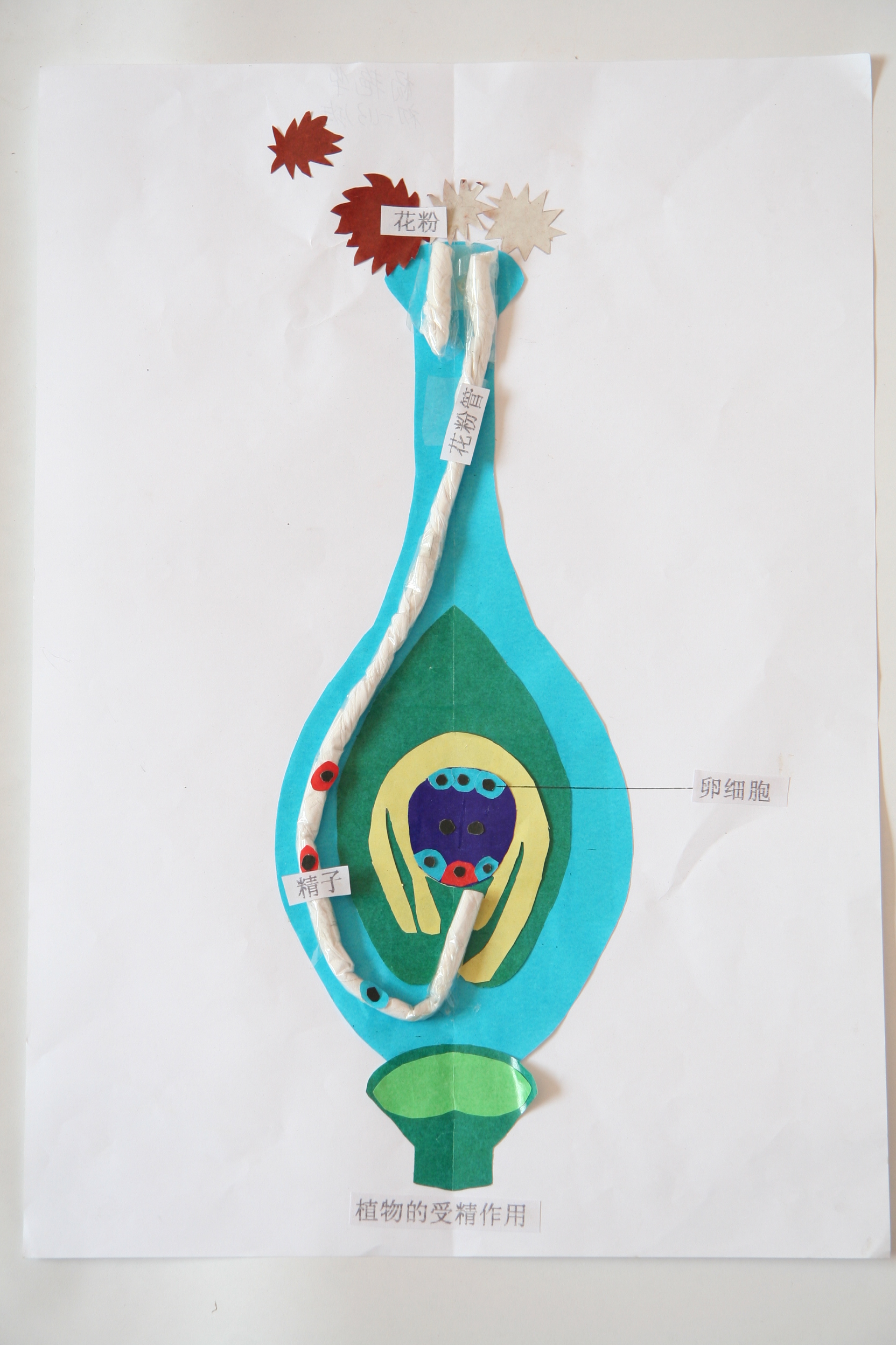  p>花粉管,是萌发的 a href="#" data-lemmaid="10620160">花粉粒 /a>