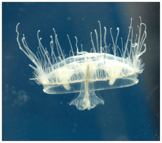  p>短手桃花水母是水母的一种,体态晶莹透明,分布于中国湖北地区,属于