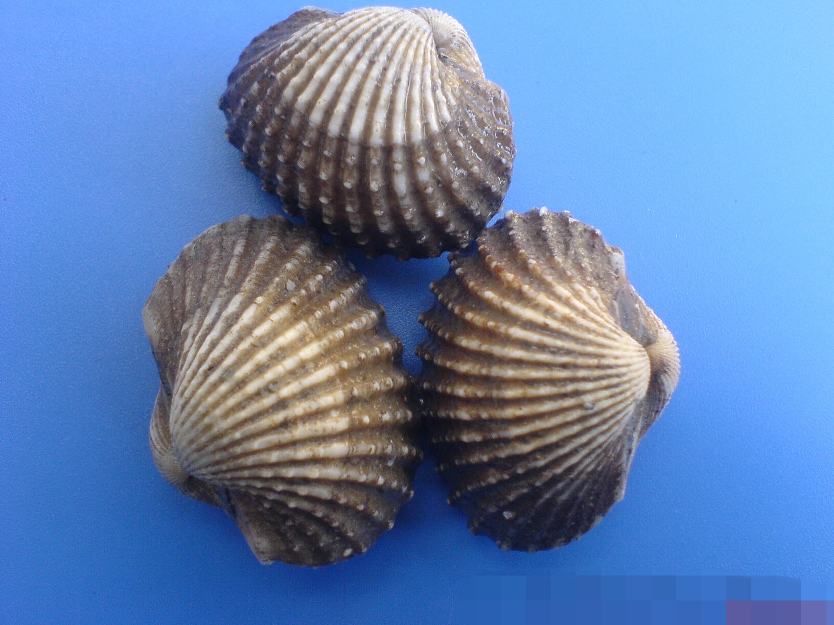 蚶子的肉味鲜美,营养丰富,是沿海各地普遍食用的海产品.