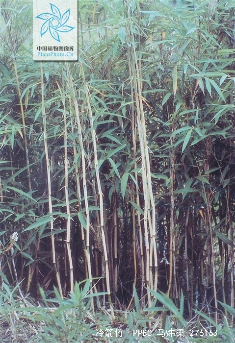 p>冷箭竹(学名: i>bashania fangiana /i> (a. camus) keng f.