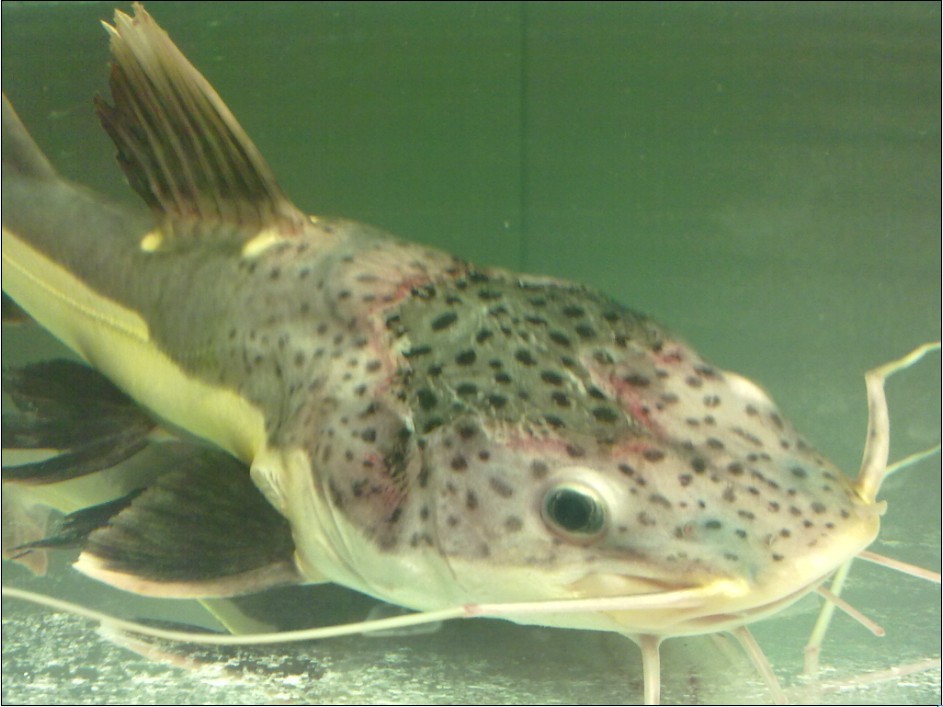  p data-id="tirqmuh3vn9f">红尾鲶是鲤形目鲶科鱼类,又名红尾鸭嘴鱼