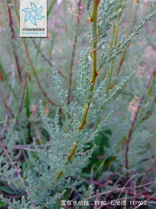 ="gnwgfx9hag">宽苞水柏枝( i>myricaria bracteata /i> royle),别名