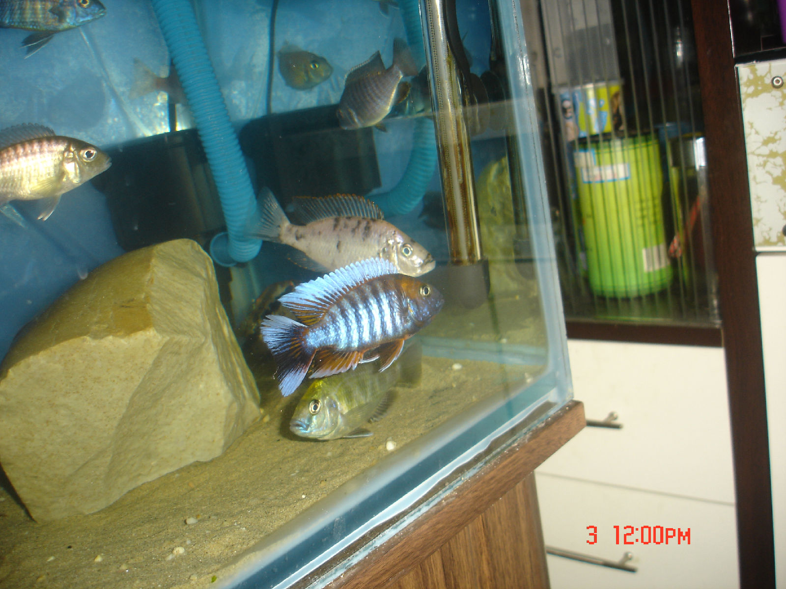  p>帝王艳红是慈鲷科孔雀鲷属动物. /p>