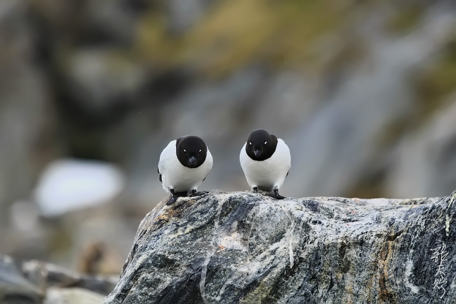  p>鴴形目(charadriiformes) a target="_blank" href="/item/海雀科