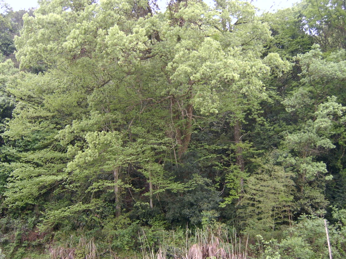 常绿阔叶林