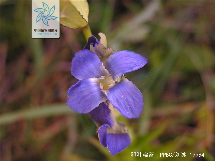 gentianopsis paludosa (hook.f.) ma var. ovatodeltoidea (burk.