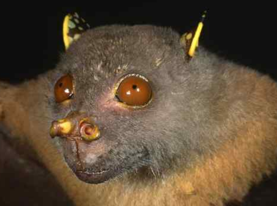  p>果蝠(拉丁学名: i>rousettus leschenaulti /i>)是狐蝠科果蝠属下