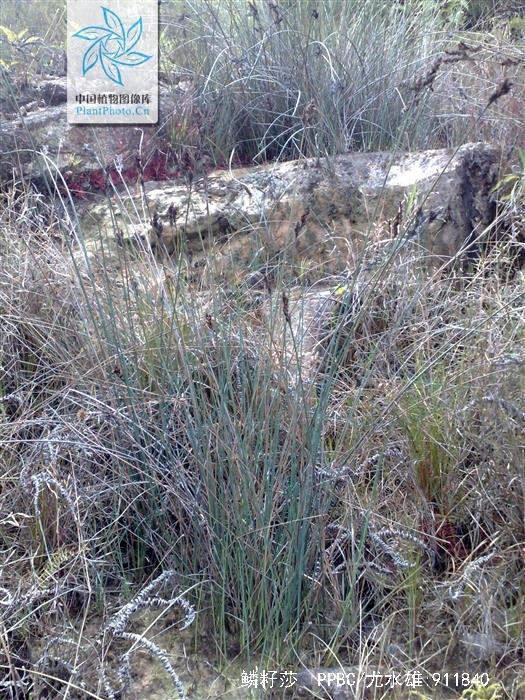  p>鳞籽莎(学名: i>lepidosperma chinense /i> nees &amp; meyen