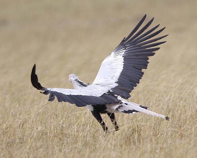  p>蛇鹫[shé, jiù],学名: i>sagittarius serpentarius  /i>(j. f.