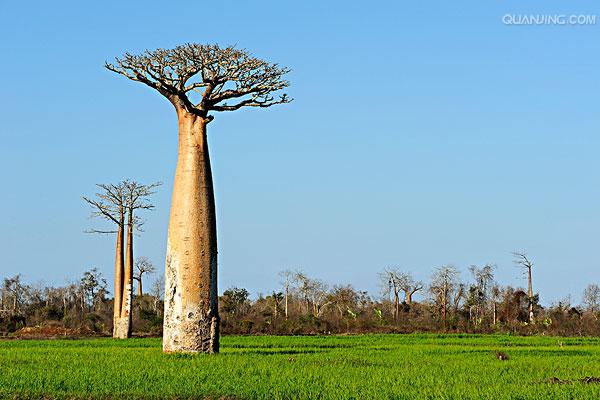  p>猴面包树(学名: i>adansonia digitata  /i>l.