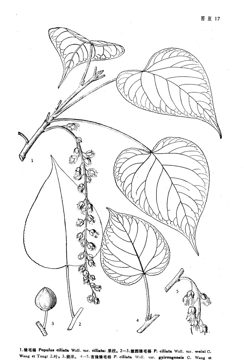  p>维西缘毛杨( a href="#">学名 /a>:populus ciliata var.