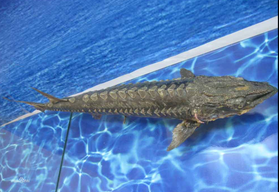  p>欧鳇(又称黑海鳇, a target="_blank" href="/item/欧洲鳇/3187656