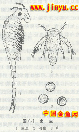  p>卤虫(brine shrimp)也称盐水 a>丰年虫 /a>.