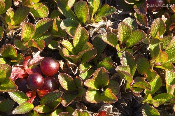 果实是红色的浆果. /p>