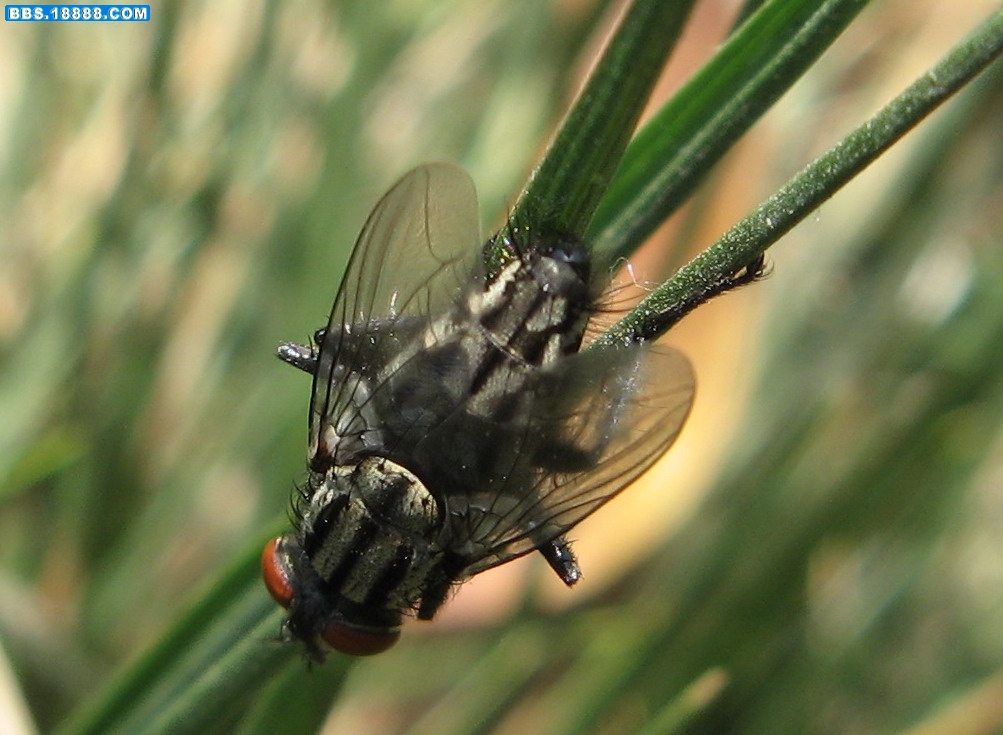  p>黑尾黑麻蝇(helicophagella melanura), a href="#" data-lemmaid=