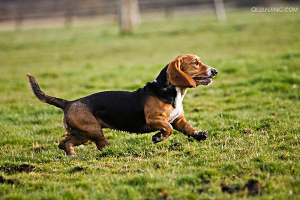 basset hound
