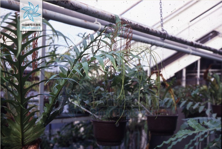  p>连珠蕨, a href="#" data-lemmaid="7564145