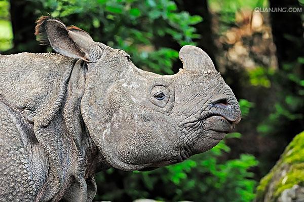  p>印度犀(学名: i> /i> i>rhinoceros unicornis /i>):体长2.1-4.